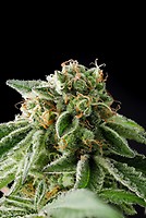 Illegal Alien (Alien Technology BX) Feminized Seeds