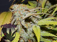 Cookie OG Feminized Seeds