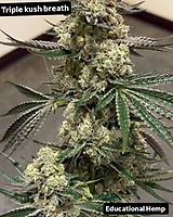 Triple Kush Breath Feminized Seeds