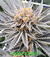 Sugoi Zushi Feminized Seeds