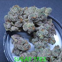 Sugar Tree Feminized Seeds