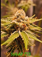 Sugar Pie Feminized Seeds