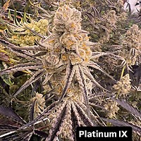 Platinum IX Feminized Seeds