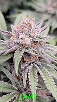 Jamz Feminized Seeds