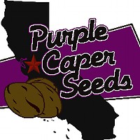 Purple Caper Seeds Stickers - 10 Units