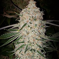 Pluto Cut RF3 Auto Feminized Seeds