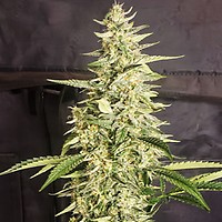 Inzane Auto Feminized