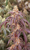 Moonage Daydream Feminized Seeds