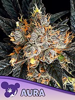 Aura Feminized Seeds