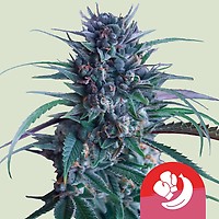Banana Brawler (Tyson Collab) Feminized Seeds