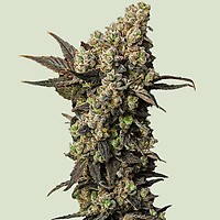 Astro Lemonade F1 Feminized Seeds