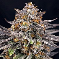 CandyGaz Feminized Seeds