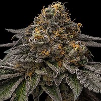 Break Pad Breath Feminized Seeds