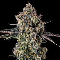 Zhampagne Feminized Seeds