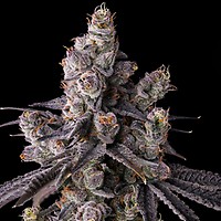 Mora Azul Feminized Seeds