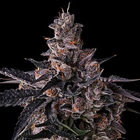 Lemon Cherry Pavé Feminized Seeds