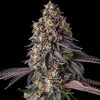 Khumamotoz Feminized Seeds