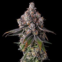 90 Proof Feminized Seeds