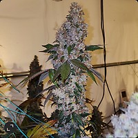 Liquer R1 Feminized Seeds
