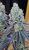 Sugar Cane v3 Feminized Seeds