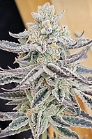 Platinum Zushi Feminized Seeds