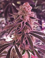 Platinum Dosha Feminized Seeds