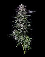 Candy Hustle Feminized Seeds