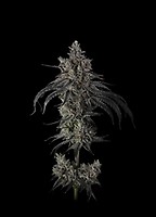 Zoda BX1 Feminized Seeds