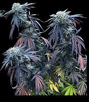 Sunset Lime Feminized Seeds