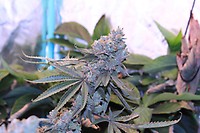 Lime Suki Feminized Seeds