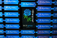 The Purple Collection Vol 2 Feminized Seeds