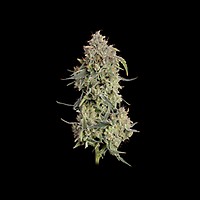 Lilac Cookies Auto Feminized Seeds