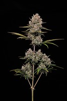 Hella Jelly Auto Feminized Seeds