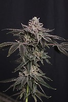 Z42 Ltd Edition Feminized Seeds