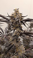 Kakashi Feminized Seeds