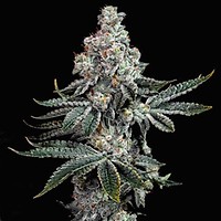 Grandpa's Cookies R2 V1 Feminized Seeds