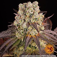 Purple Punch x Lemon Drizzle Feminized Seeds