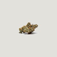 Bombay Feminized Seeds
