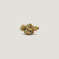 Marrakesh Feminized Seeds