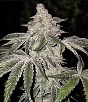 Atomic Leisure R1 Feminized Seeds