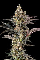 Tostones Feminized Seeds