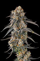 Solazo Feminized Seeds