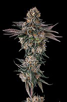 Orange Moon Feminized Seeds
