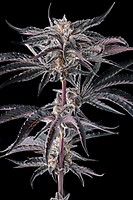 Nakamarra Feminized Seeds