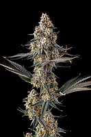 La Llorona Feminized Seeds