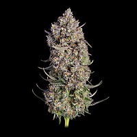 Truffle Bomb Feminized Seeds