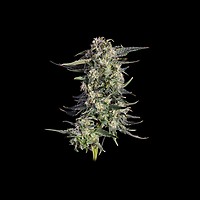 Super Lemon Sunset Feminized Seeds