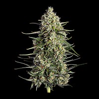 Spice Rack Feminized Seeds