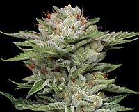 V-Auto THCV Auto Feminized Seeds