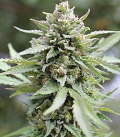 Lemongrass Auto Feminized Seeds